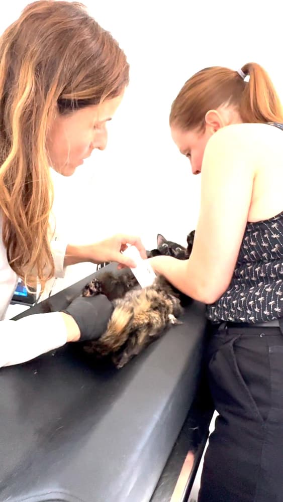 Veterinárias da Auma Pet examinando um gato