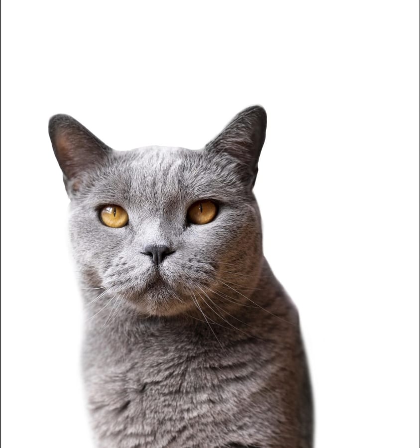 Gato cinza
