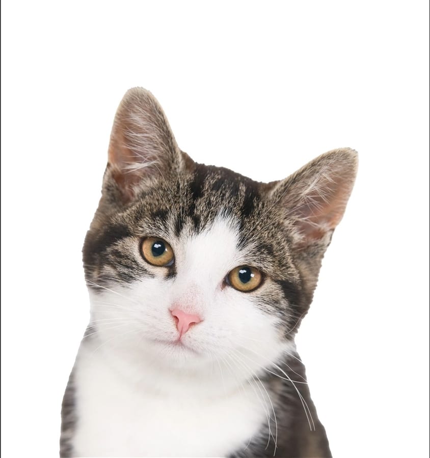 Gato tigrado