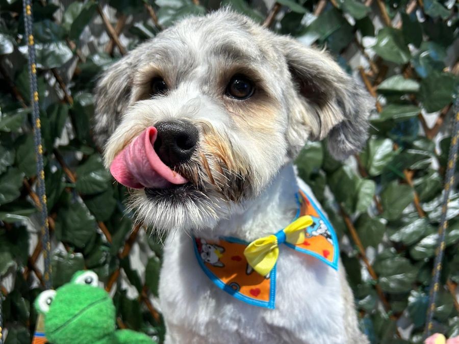 Como Identificar Sinais de Doenças Comuns em Pets e Quando Procurar um Veterinário