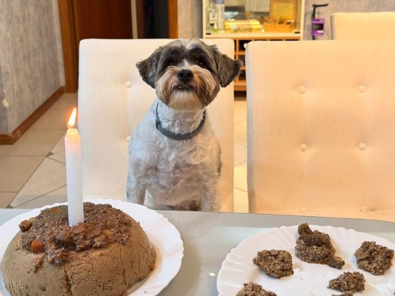 Alimentação Saudável para Pets: O que seu Animal Precisa para Viver Longo e Saudável
