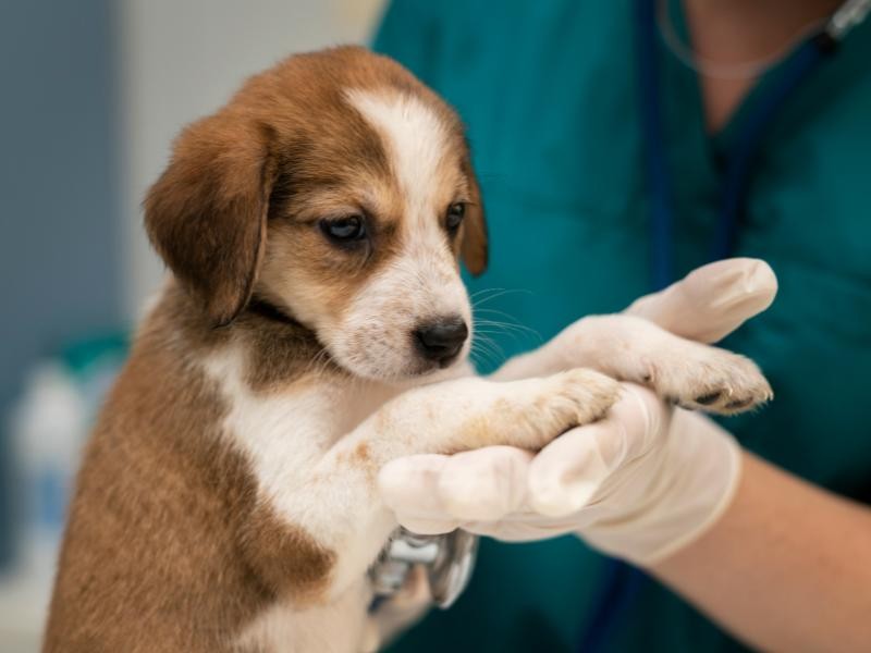 Enucleação Veterinária