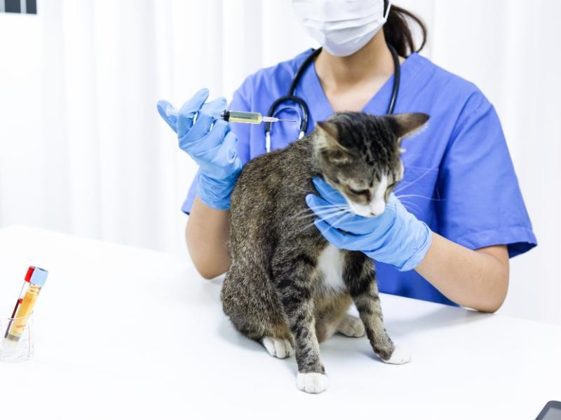 Endocrinologia Veterinária