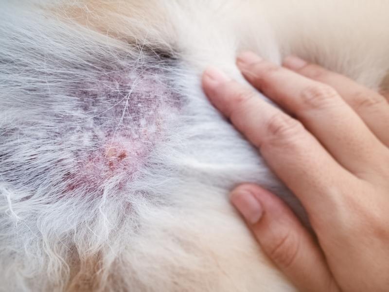 Dermatologia Veterinária