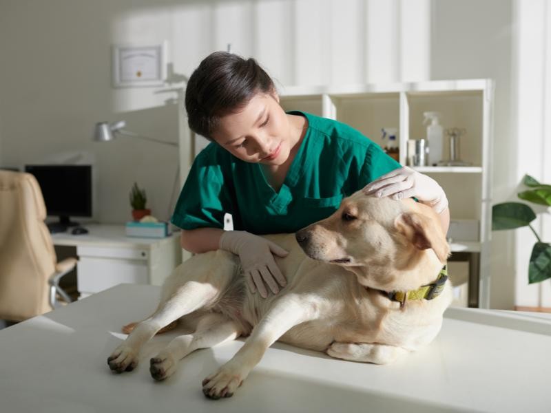 Exame Veterinário 24H