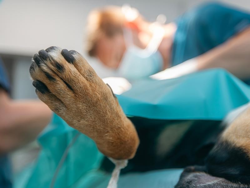Cirurgia Veterinária Oncológica