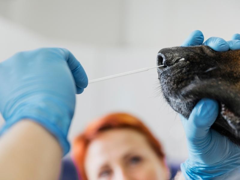 Rinoscopia Veterinária