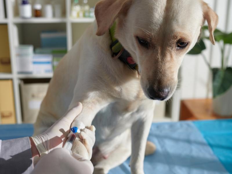 Exame de Sangue Veterinário