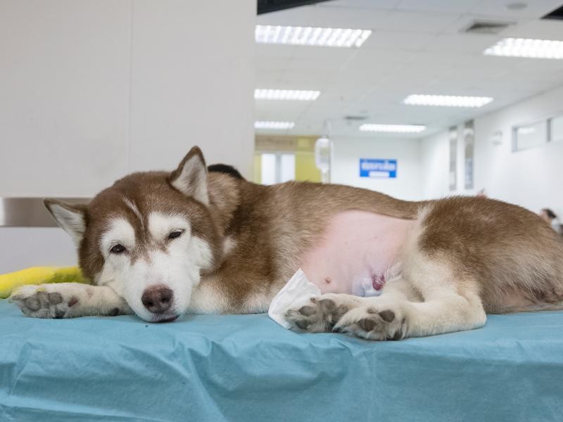 Internação Veterinária 24H