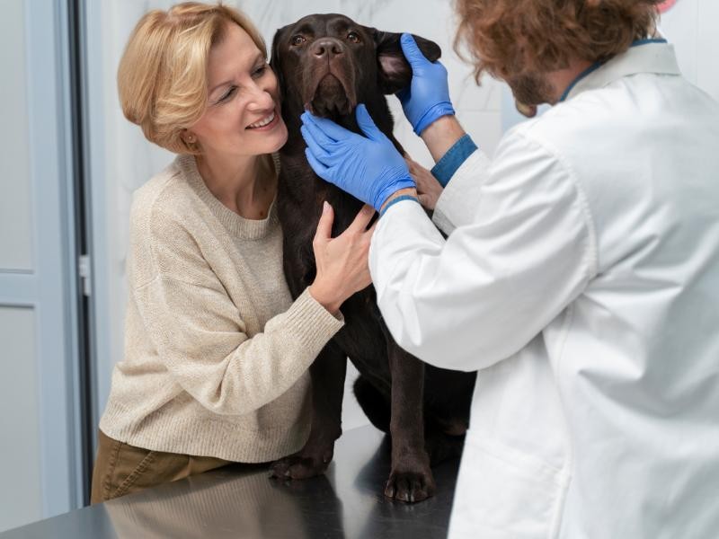 Orquiectomia Veterinário