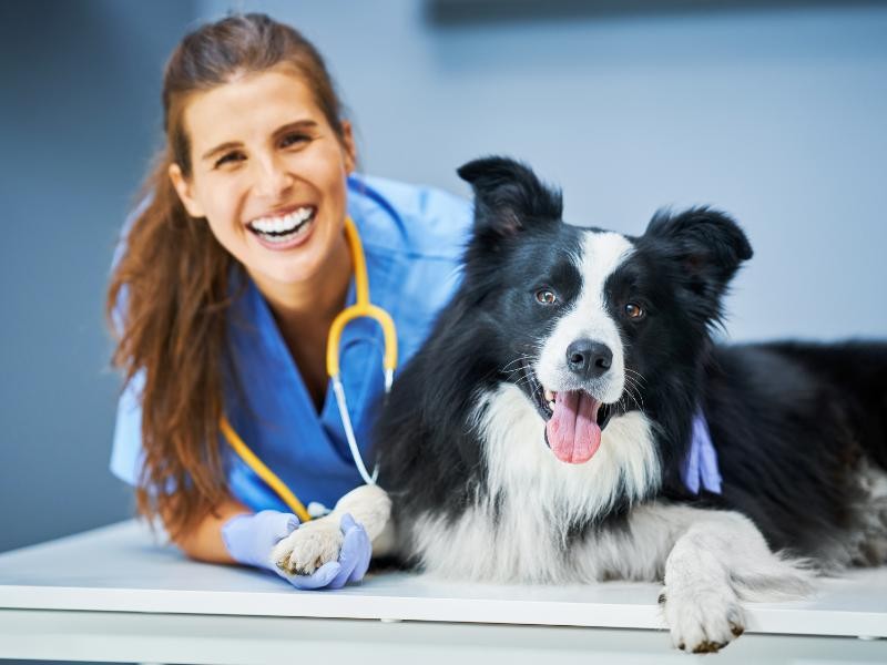 Cistotomia Veterinária