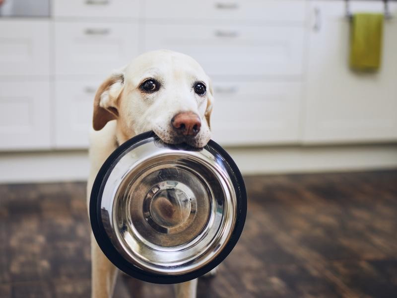 Nutrição Veterinária