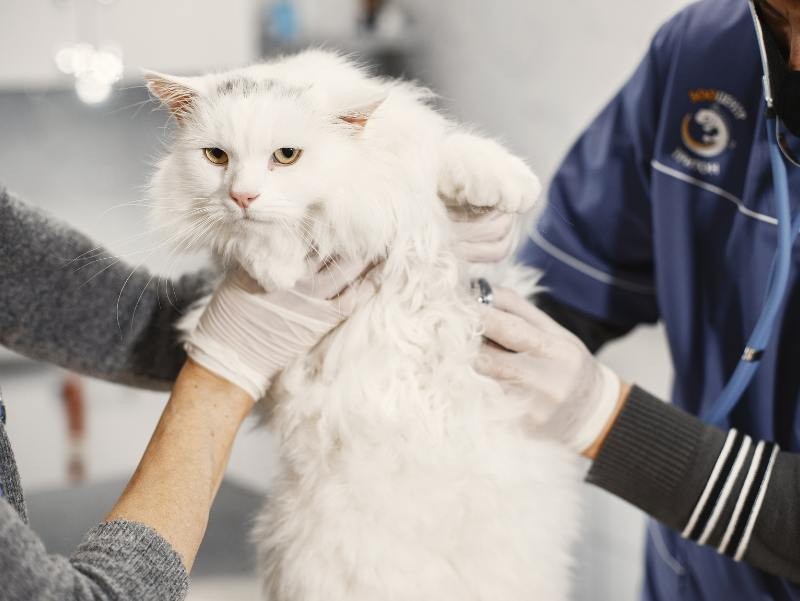 Gastro Veterinário