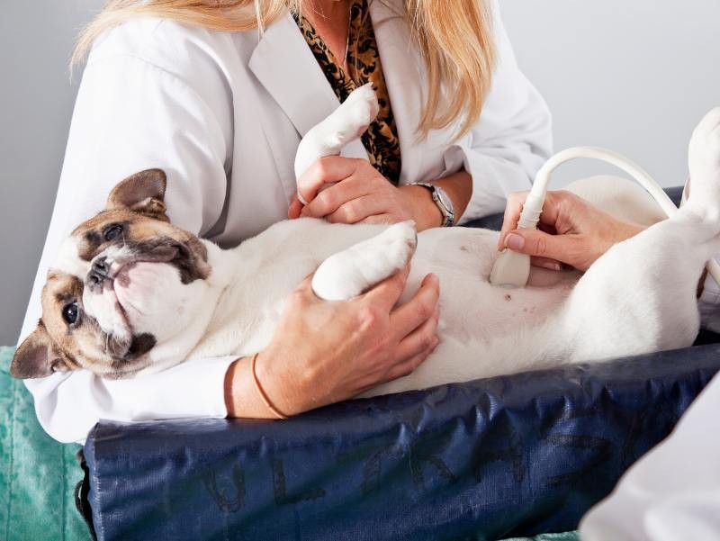 Ultrassom Veterinário