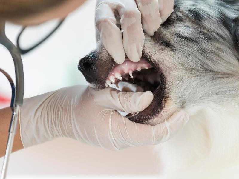 Tratamento Periodontal Veterinária
