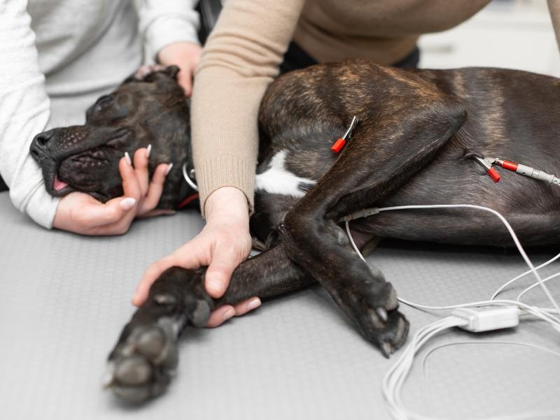 Eletrocardiograma Veterinário