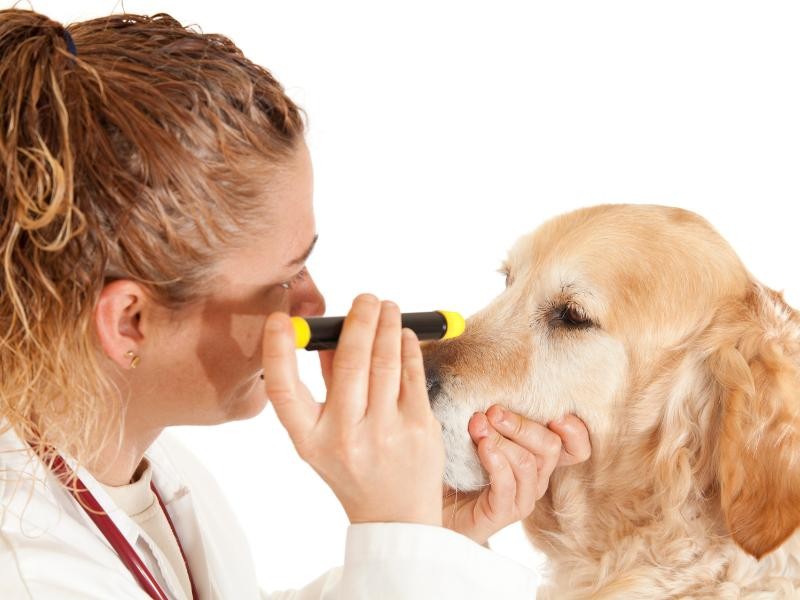 Oftalmologia Veterinária