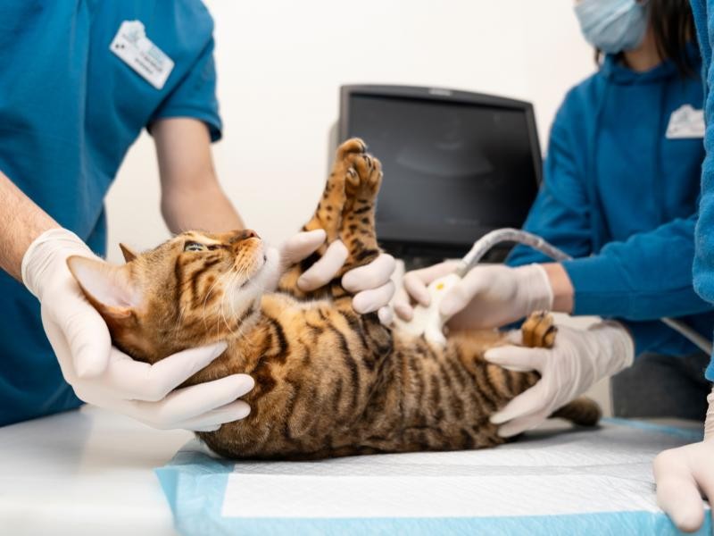 Ovariohisterectomia Veterinário