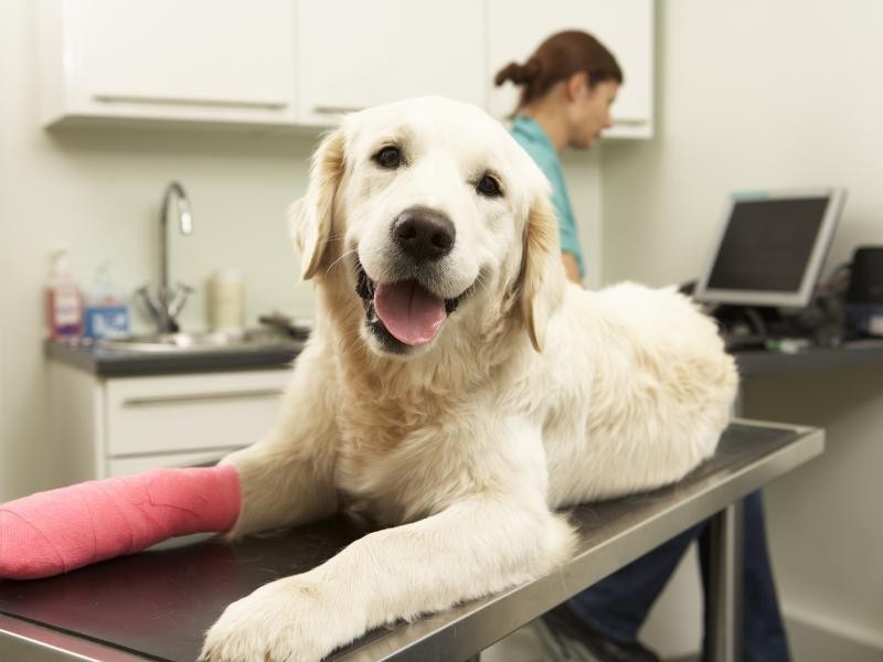 Cirurgia Ortopédica Veterinária