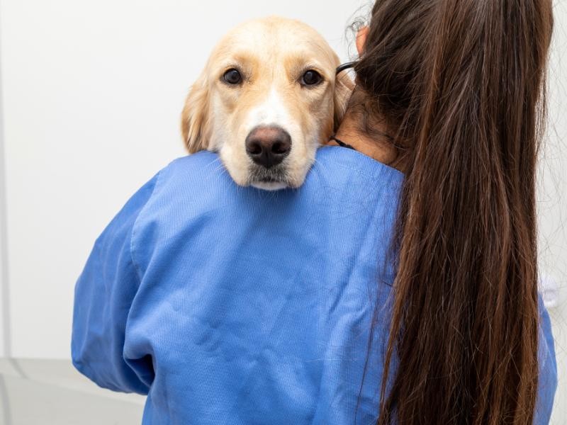 Clínico Veterinário Especialista