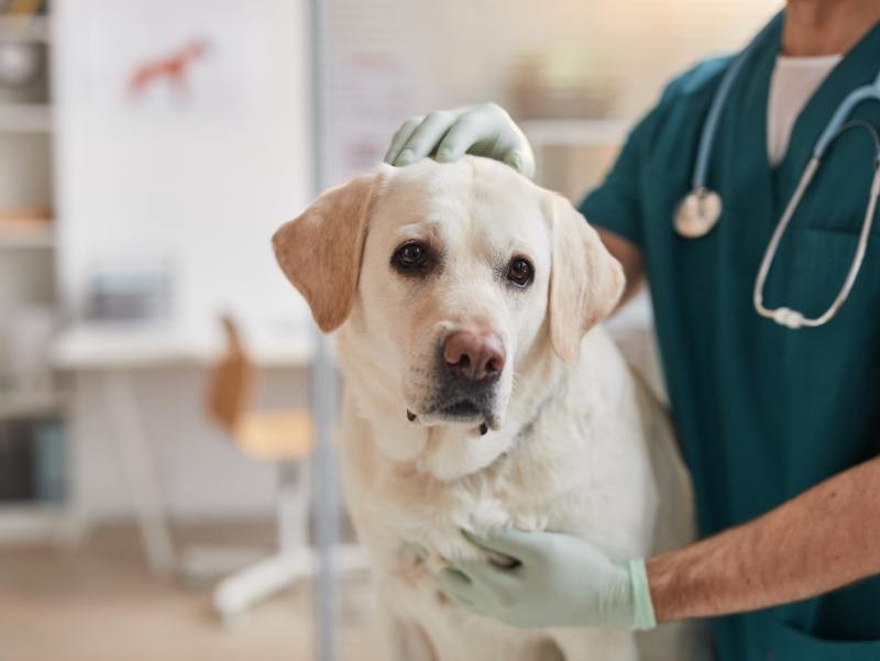 Clínico Geral Veterinário