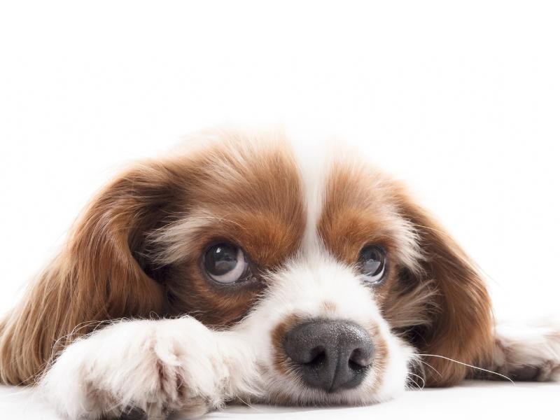 Neurocirurgia Veterinária