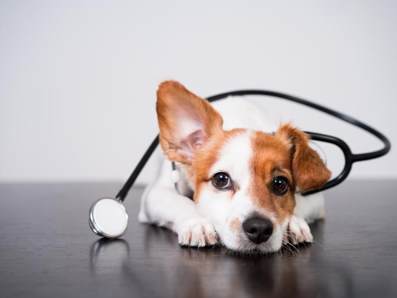 Rinoplastia Veterinário