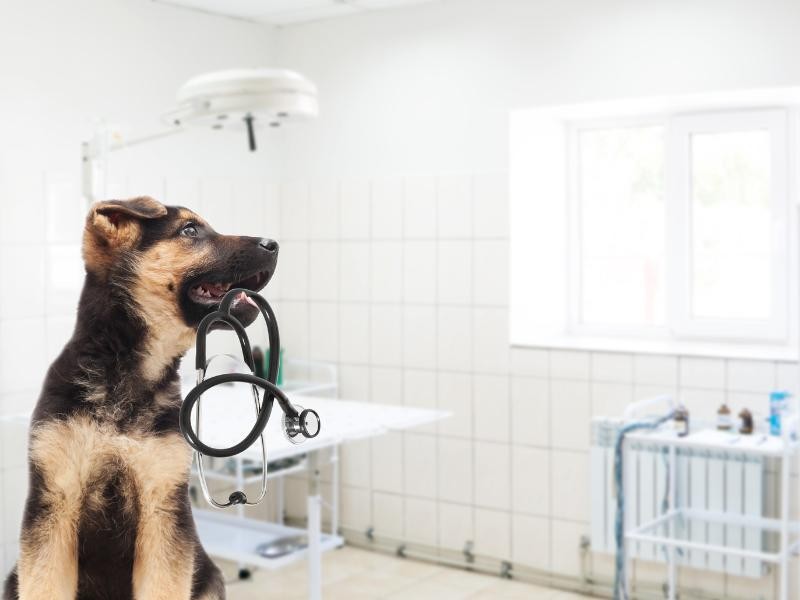 UTI Veterinária 24H
