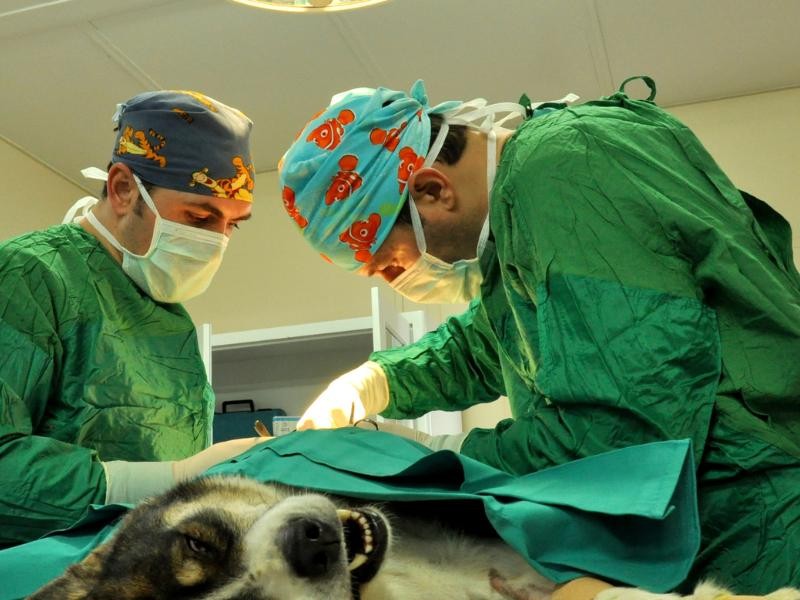 Cirurgia Veterinária Geral