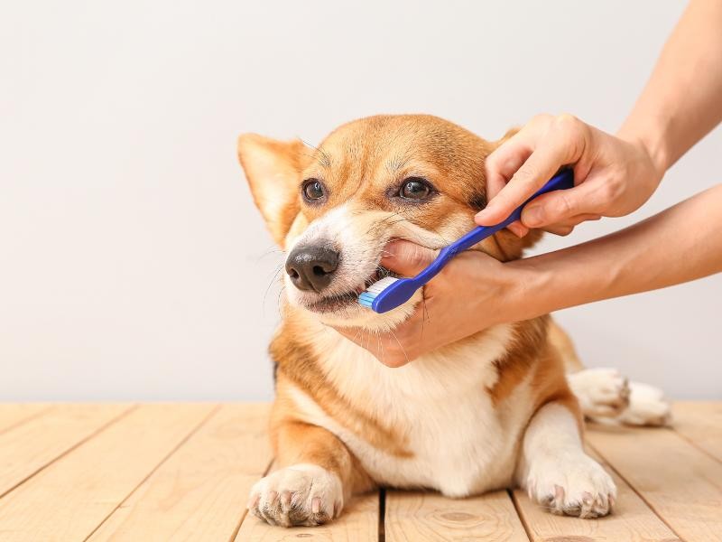 Odontologia Veterinária