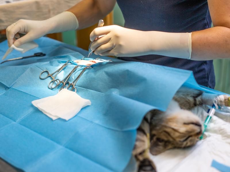 Cirurgia de Tumores Veterinária