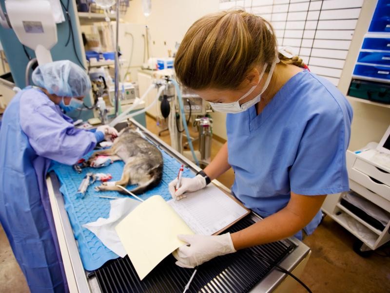 Cirurgia Veterinária 24H