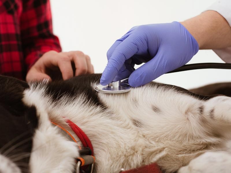 Hepatectomia Veterinária