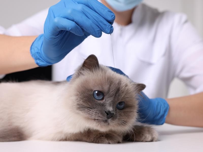 Acupuntura Veterinária