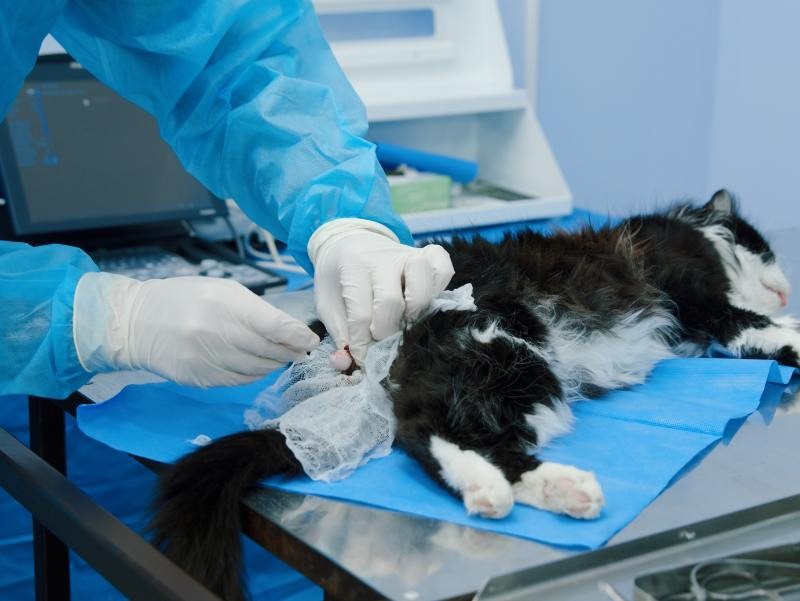 Cirurgia de Castração Veterinária