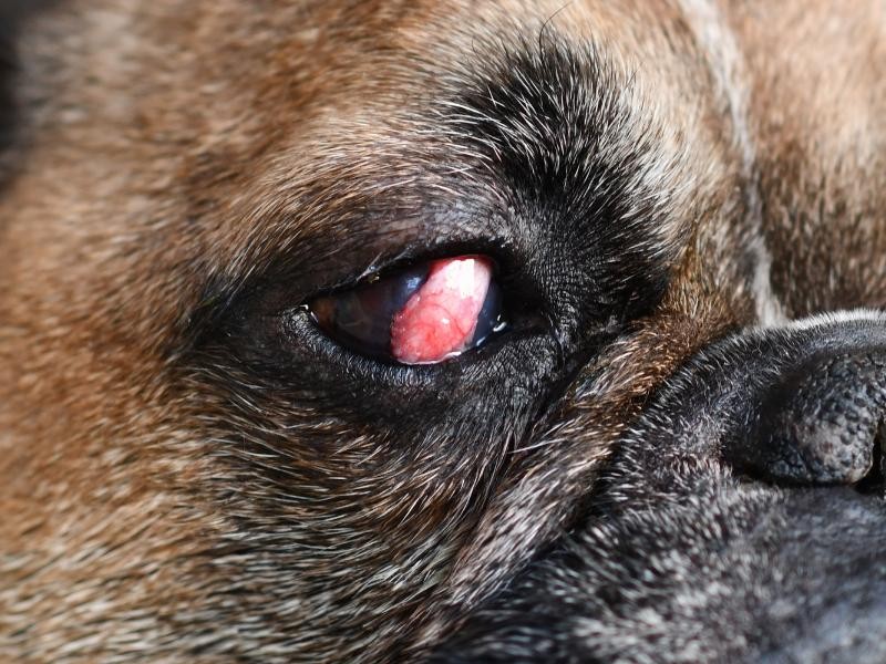 Enxerto Conjuntival Pediculado Veterinário