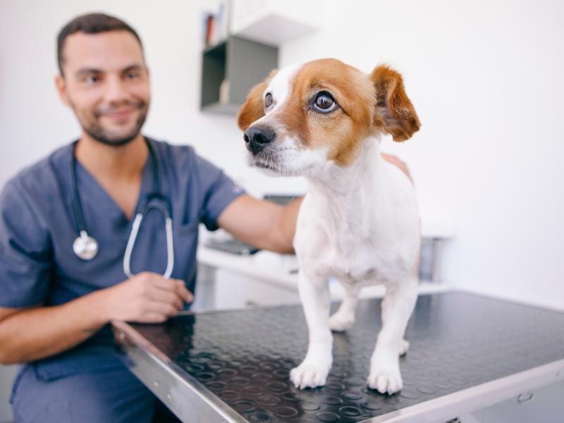 Consulta Veterinária 24H