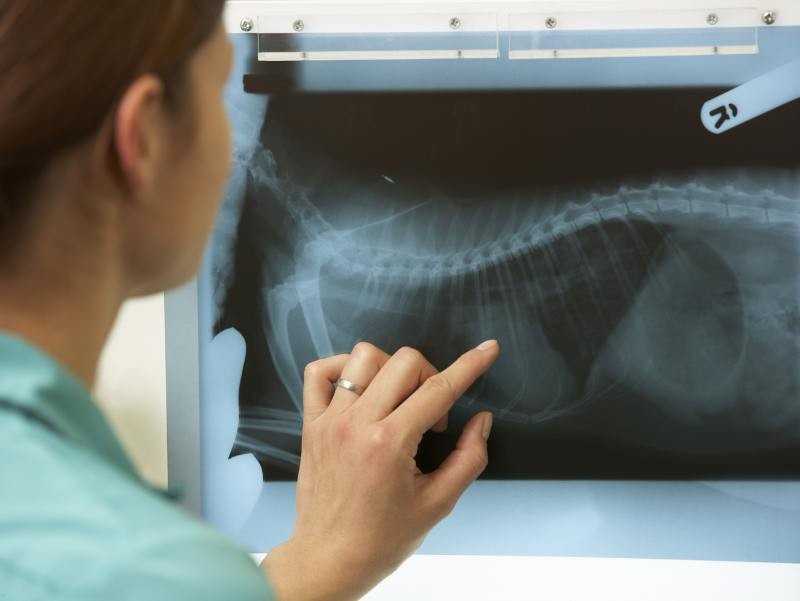 Raio-X Veterinário
