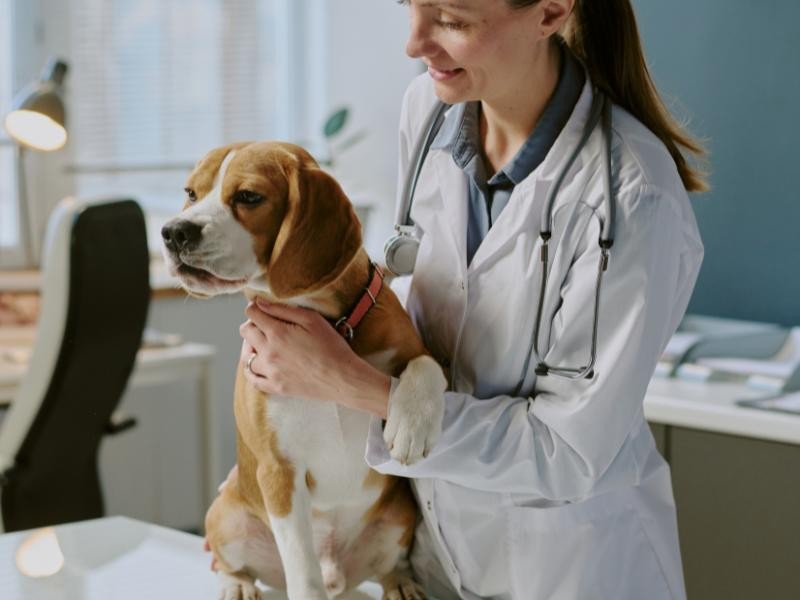 Otoscopia Veterinária