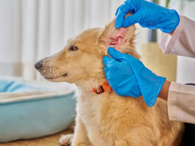 Ablação de Conduto Auditivo Veterinário