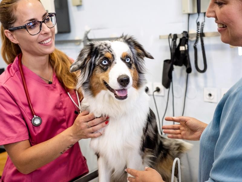 Pneumologia Veterinária