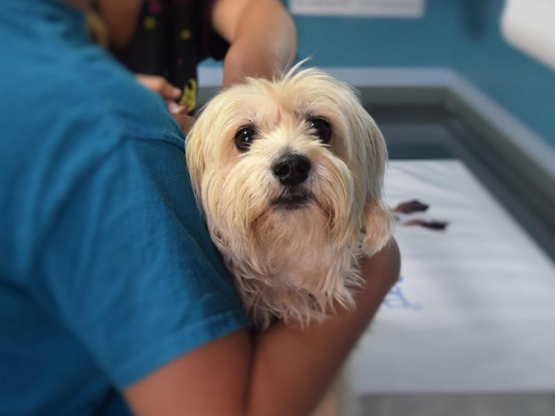 Oncologia Veterinária