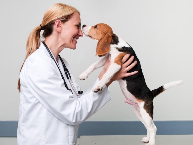 Fisiatria Veterinária