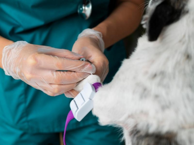 Sondagem Esofágica Veterinária