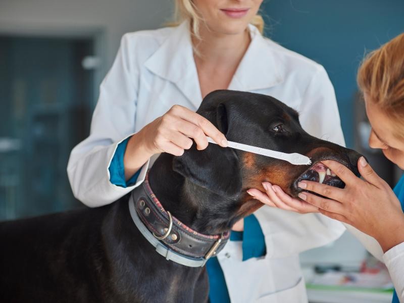 Mandibulectomia Veterinária