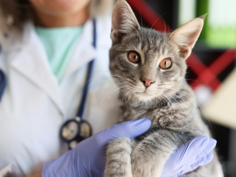 Nefrologia Veterinária