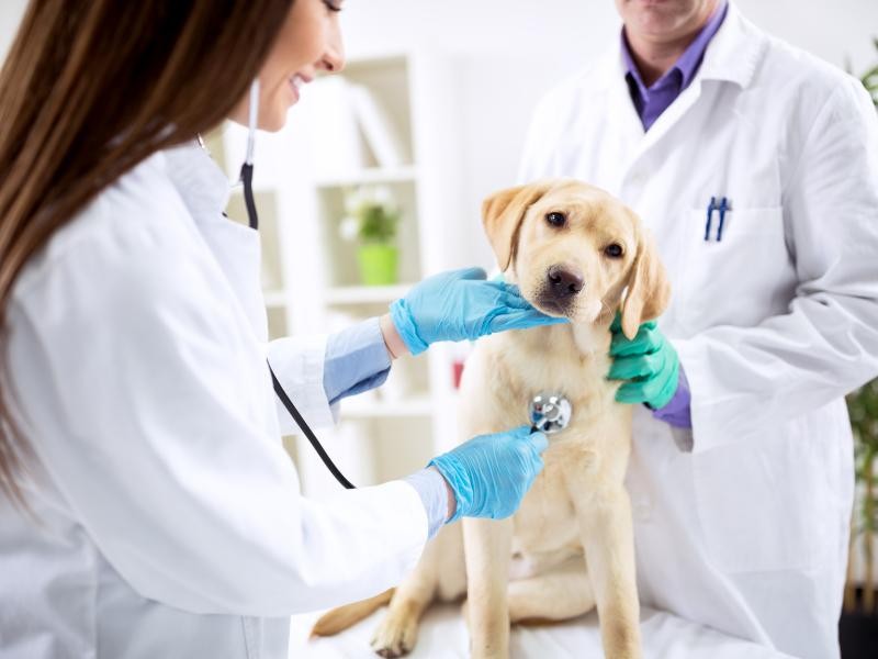 Cardiologia Veterinária