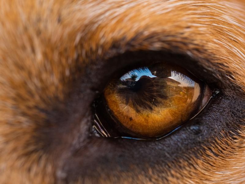 Cirurgia Veterinária Oftalmológica